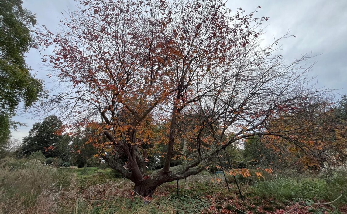 el árbol como representación del genius loci