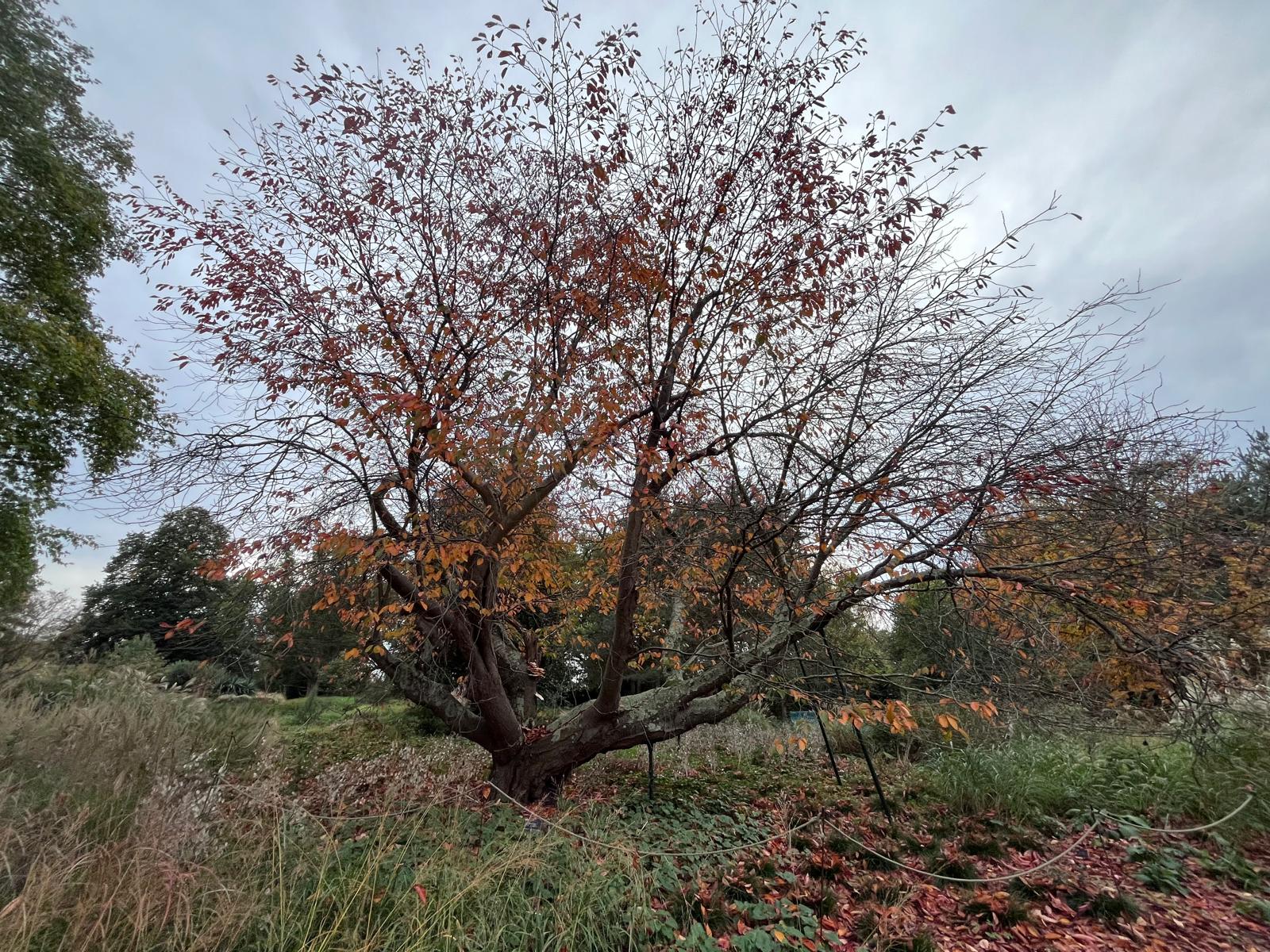 el árbol como representación del genius loci
